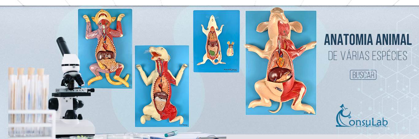 Anatomia Animal