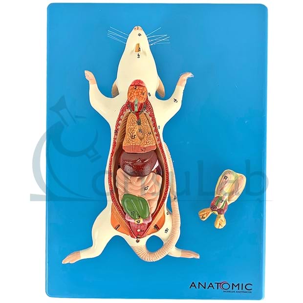 Anatomia do Rato em Placa
