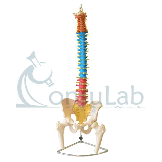 Coluna vertebral Colorida em Tamanho Natural