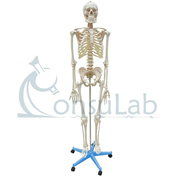 Esqueleto de aprox. 168 cm com Coluna Flexível, Suporte e Base com Rodas