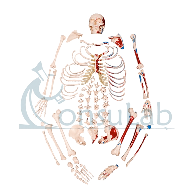 Esqueleto Tamanho Natural Desarticulado com Origem e Inserção Muscular