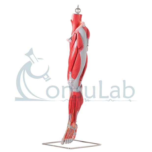 Músculos do Membro Inferior com Principais Vasos e Nervos em 10 Partes