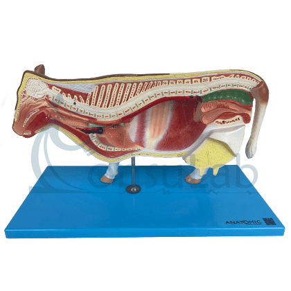 Anatomia da Vaca