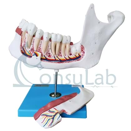 Anatomia do Dente com 6 Partes