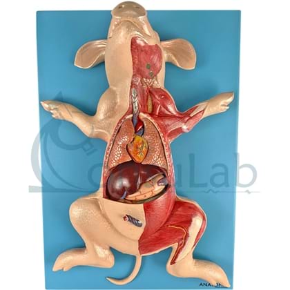 Anatomia do Porco em Placa