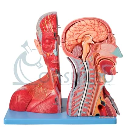 Cabeça, Pescoço, Ombros, Peito Muscular com Vasos, Nervos e Cérebro em 19 Partes