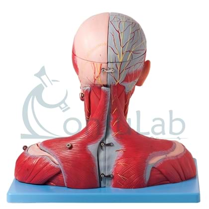 Cabeça, Pescoço, Ombros, Peito Muscular com Vasos, Nervos e Cérebro em 19 Partes