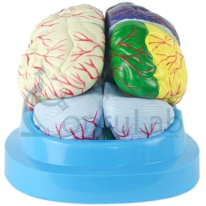 Cérebro colorido Neuro-funcionais, em 8 partes