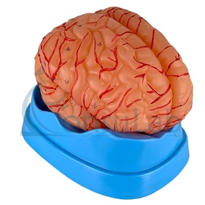 Cérebro com Artérias em 9 Partes