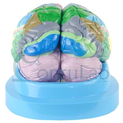 Cérebro com Região Funcional do Córtex em 2 Partes