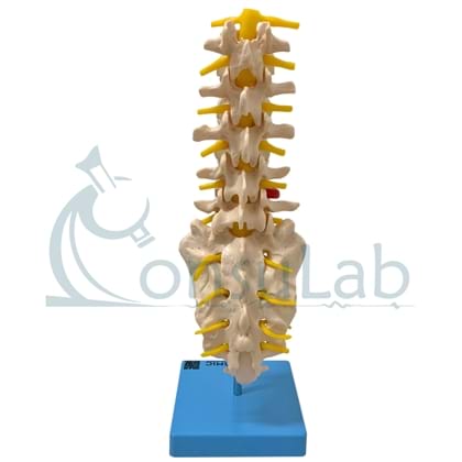 Modelo de coluna vertebral flexível: Versão clássica - Loja Fisaude