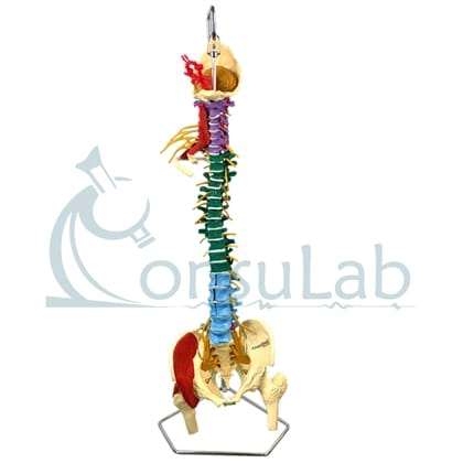 Coluna Vertebral  Multifuncional Flexível Tamanho Natural