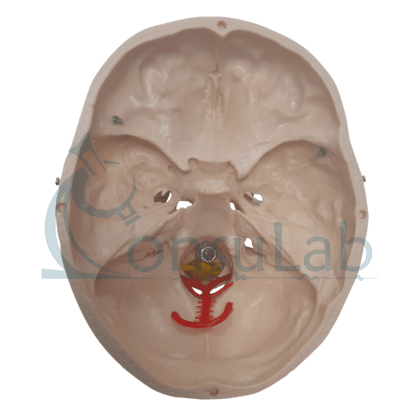 Crânio com Coluna Cervical e Cérebro em 13 Partes