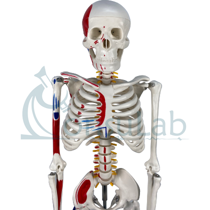 Esqueleto 85cm com Articulações e Inserções Musculares