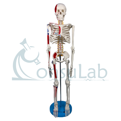Esqueleto 85cm com Articulações e Inserções Musculares