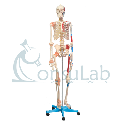 Esqueleto Aprox.170 cm c/ Ligamentos, Inserções Musc., Suporte e Base c/ Rodas