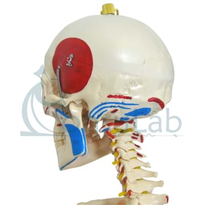Esqueleto Aprox.170 cm c/ Ligamentos, Inserções Musc., Suporte e Base c/ Rodas