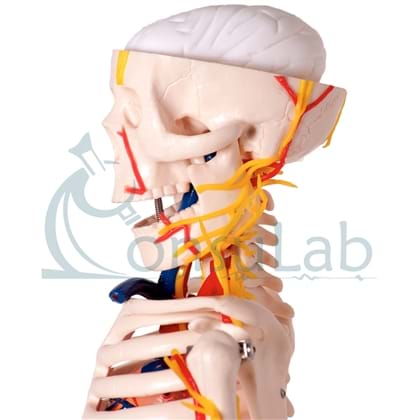 Esqueleto de 85 cm com Nervos e Vasos Sanguíneos