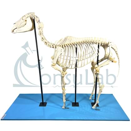 Esqueleto de Cavalo, em tamanho natural