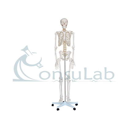 Esqueleto humano com 180cm