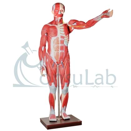 Manequim Muscular Assexuado 170cm com Órgãos Internos em 30 partes