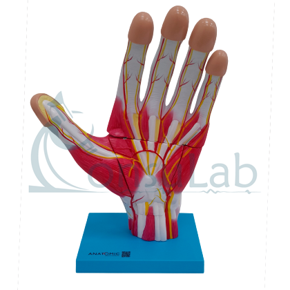 Mão Muscular Ampliada em 3 Partes