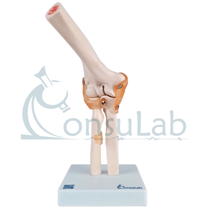 Modelo Anatômico de Articulação do Cotovelo com Ligamentos