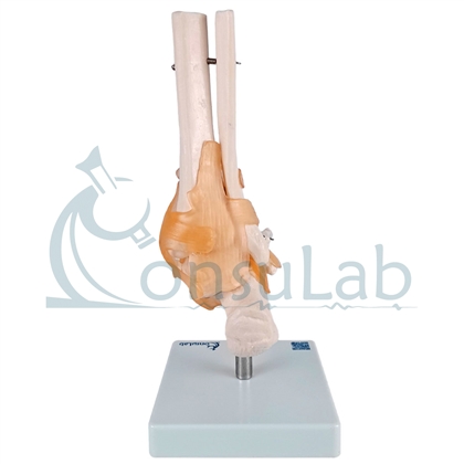 Modelo Anatômico de Articulação do Pé com Ligamentos