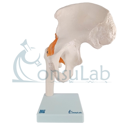 Modelo Anatômico de Articulação do Quadril com Ligamentos