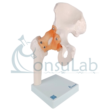 Modelo Anatômico de Articulação do Quadril com Ligamentos