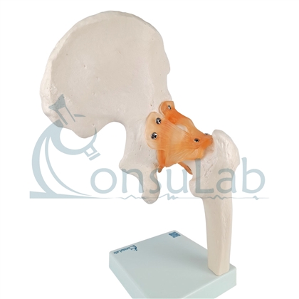 Modelo Anatômico de Articulação do Quadril com Ligamentos