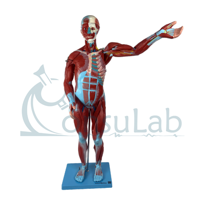 Modelo Muscular Assexuado de 78 cm com Órgãos Internos, em 27 Partes