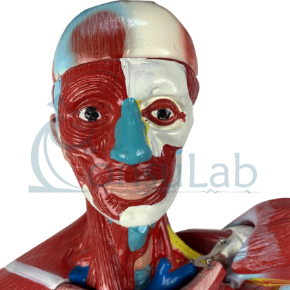 Modelo Muscular Assexuado de 78 cm com Órgãos Internos, em 27 Partes