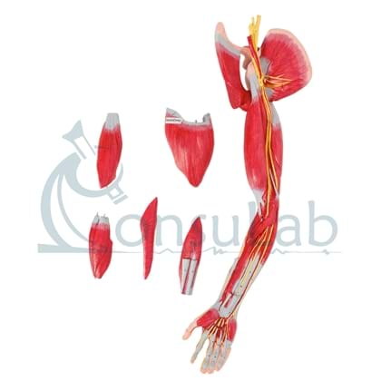 Músculos do Membro Superior com Principais Vasos e Nervos em 6 Partes