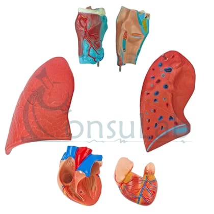 Sistema Respiratório e Cardiovascular em 7 Partes