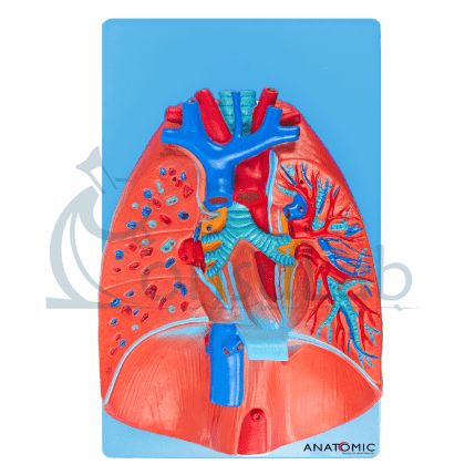 Sistema Respiratório e Cardiovascular em 7 Partes