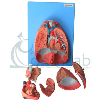 Sistema Respiratório e Cardiovascular LUXO em 7 Partes