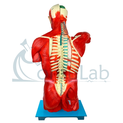 Torso Muscular 108 cm Masculino com Órgãos Internos em 28 Partes