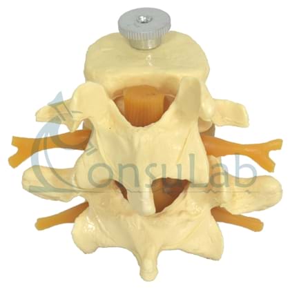 Vértebras Lombares 2 Peças