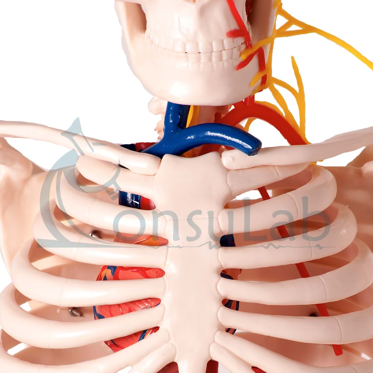 Esqueleto de 85 cm com Nervos e Vasos Sanguíneos  Consulab Oferecendo mais  que PRODUTOS, SOLUÇÕES!