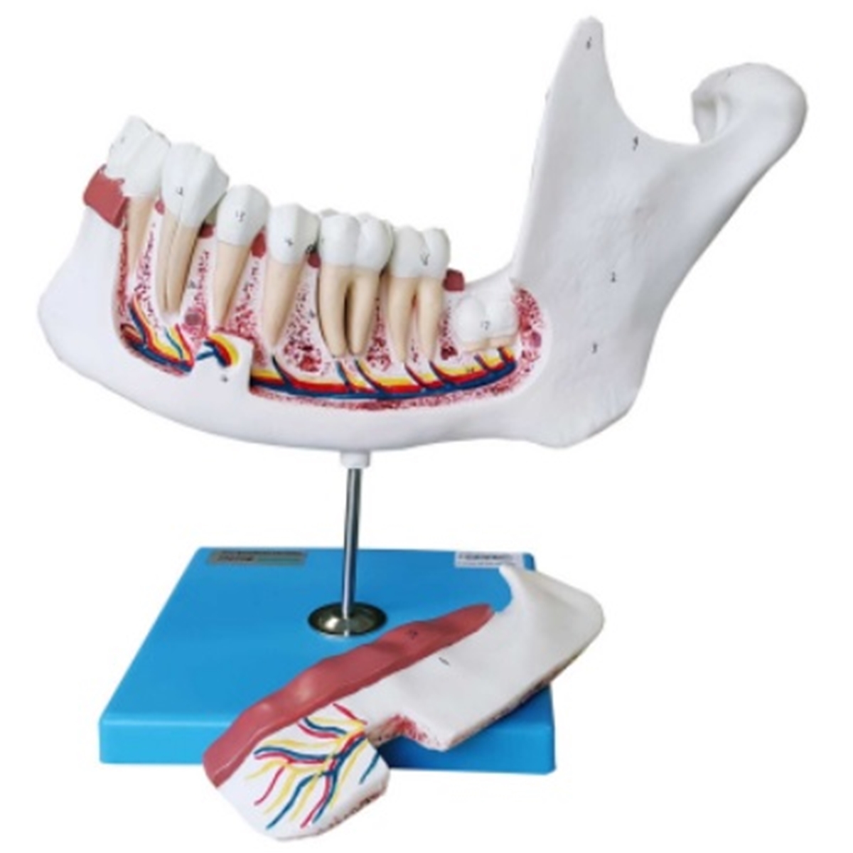 Anatomia do Dente e Mandíbula Inferior de um Jovem 6 Partes